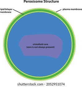 Diagram Peroxisome Structure: стоковая векторная графика (без лицензионных платежей), 2052951074 ...