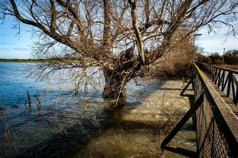 Mature Willow Surrounded By Flood Water Stock Image Image Of Large