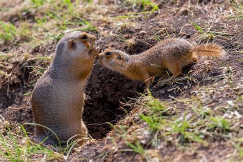 Premium Photo Wild Gopher In Natural Environment Mother And Baby