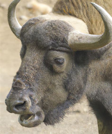 Close-Up of Himalayan Gaur with Prominent Horns from Pikwizard