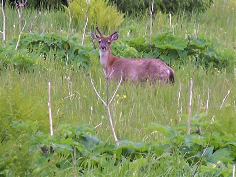 Alaska Wildlife Gallery — Sitka Alaska Outfitters