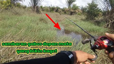 Casting Gabus Di Kanal Bekas Banjiran Mancing Ikan Gabus Youtube