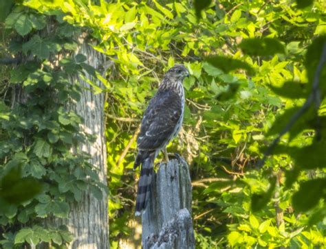 Ebird Checklist Aug Point Pelee Np Delaurier Homestead