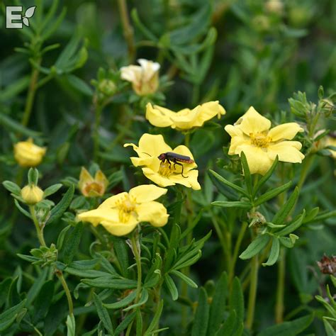 Dasiphora Fruticosa Gruppen Fridhem E Syn Potentilla Fruticosa