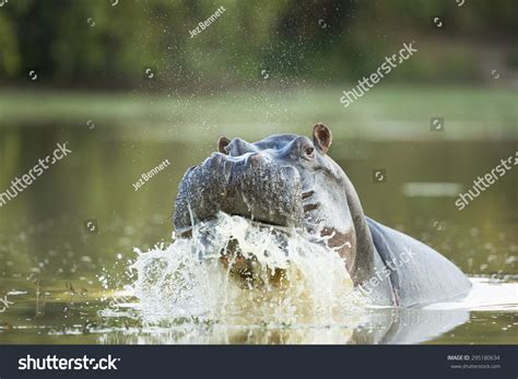 Male Hippopotamus Displaying Aggressive Territorial Behavior Stock ...