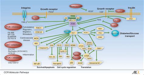 Figure From Practicalities Of Drugging The Phosphatidylinositol