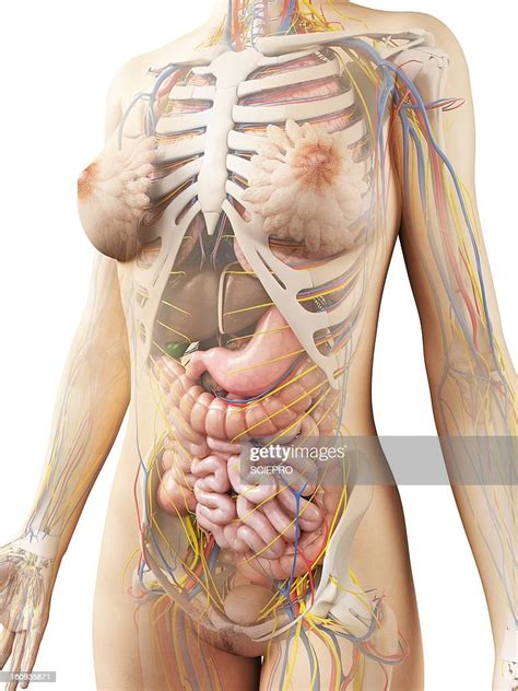 Female Anatomy Artwork Stock Illustration Getty Images