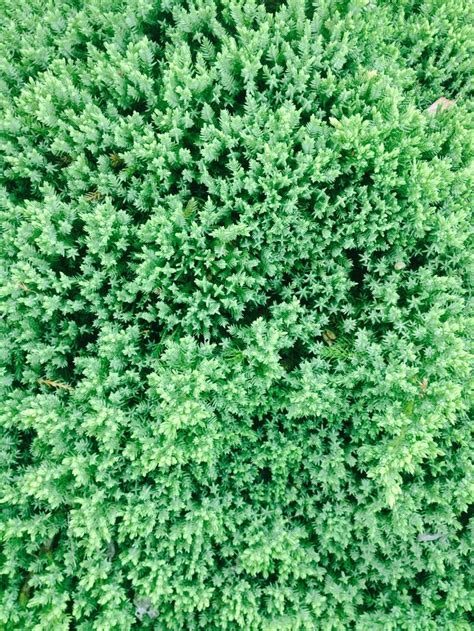 Junipers in front of my house | Herbs, Backyard, Nature