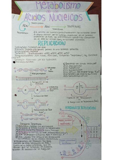 Metabolismo De Los Cidos Nucleicos Valentina Guerra Udocz