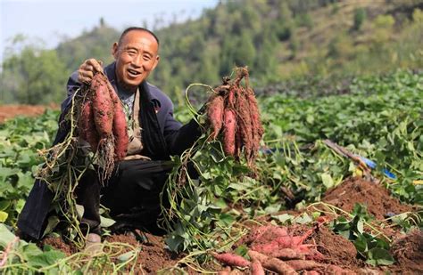 河南卢氏：红薯丰收 铺就“甜蜜”致富路 幻灯片 乡村振兴科技网