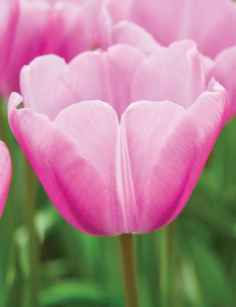 Tulip Argos Tesselaar