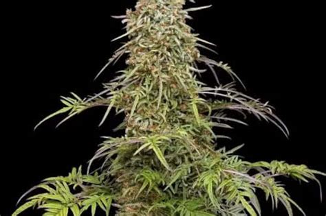 Mutant Cannabis 16 Weirdest Strains To Grow From Seed Mold Resistant Strains