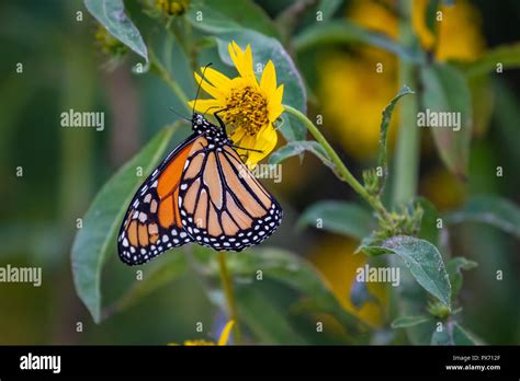 A Monarch Butterfly Danaus Plexippus Perched On Sunflowers Stock