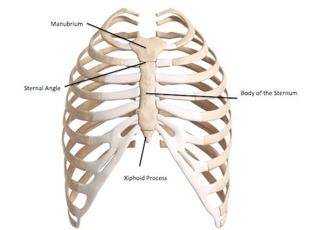 Thoracic Bones Anatomy & Structure | What is the Rib Cage? | Study.com