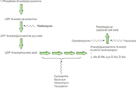 Simplified Scheme Of Biosynthetic Steps In Bacterial Cell Wall