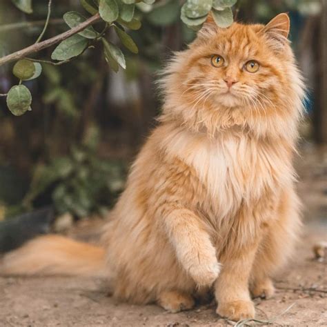 Las Razas De Gatos Naranjas M S Buscadas Por La Originalidad De Su