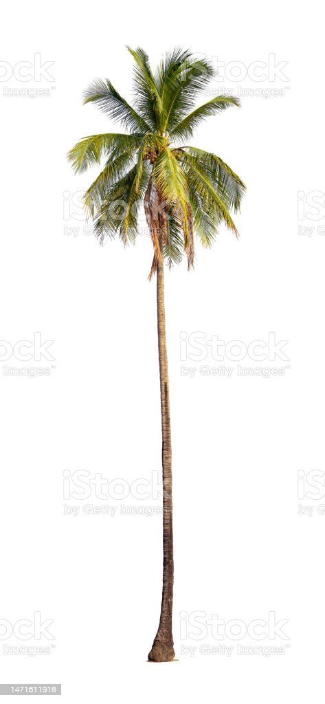 Coconut Palm Tree Isolated On White Background With Clipping Path Stock