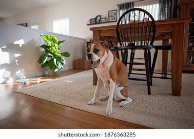 Boxer Dog Sitting On Dining Room Stock Photo 1876363285 | Shutterstock