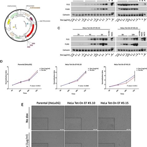 HeLa Tet On EWSR1 FLI1 Gene Expression Patterns Correlated With