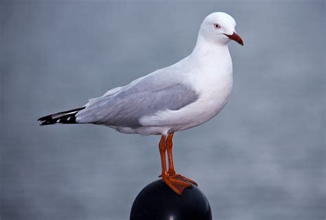 Silver Gull Chroicocephalus Novaehollandiae