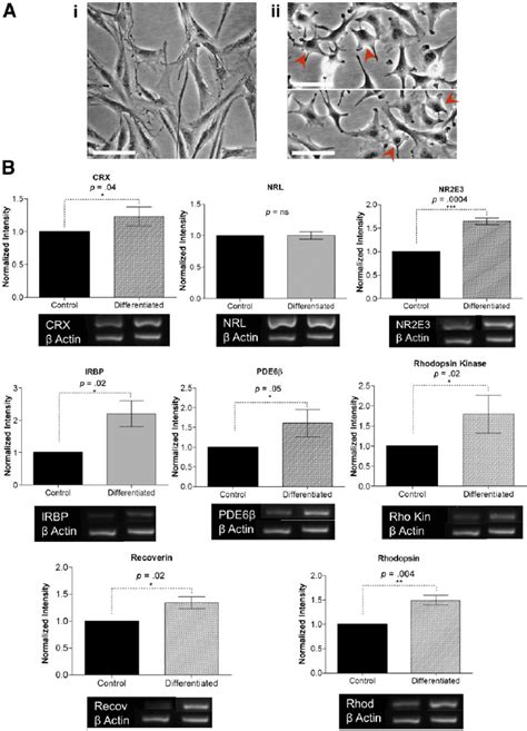 In Vitro Differentiation With Recombinant Human Basic Fibroblast Growth