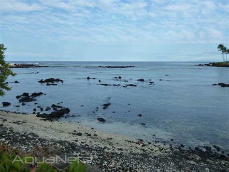 Snorkeling in Kona Reveals Plenty of Tangs | AquaNerd