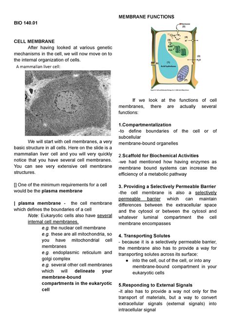 Cell Membrane Structure Cell Mol Bio Lecture BIO 140 CELL MEMBRANE