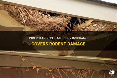 Understanding If Mercury Insurance Covers Rodent Damage Petshun