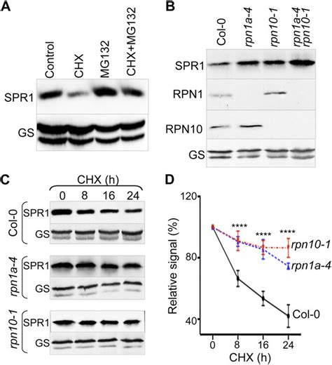 Spr1 Is A 26s Proteasome Target A Immunoblotting Analyses Using Download Scientific Diagram