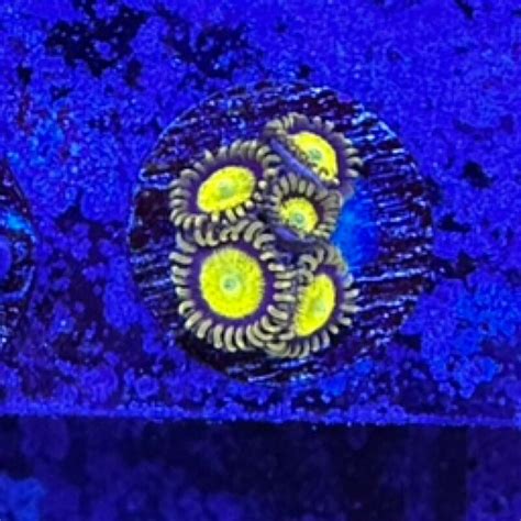 Tsa King Midas Zoa