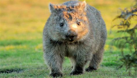 Fun Common Wombat Facts For Kids | Kidadl