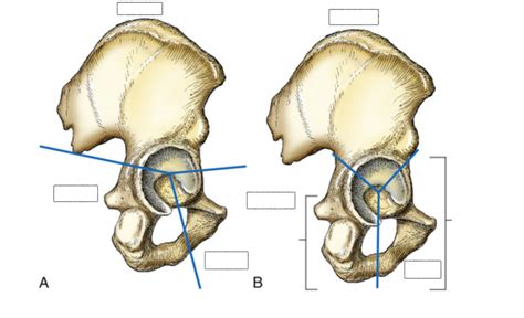 Lateral Aspect Of Right Hip Columns Diagram Quizlet