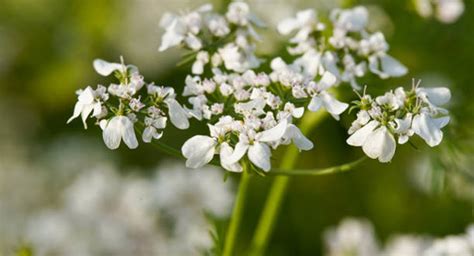 Snowdrops Varieties: What Sets Different Types Of Snowdrops Apart - EmbraceGardening