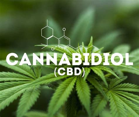 Los 10 datos más importantes sobre el Cannabidiol Entender el CBD