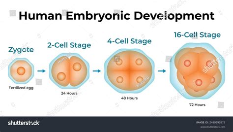 Human Embryonic Development Science Design Vector Stock Vector Royalty Free 2489590273