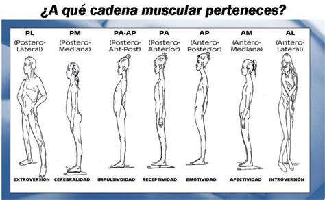 Cadenas Musculares Gds Fisiodual Fisioterapia Y Osteopatia