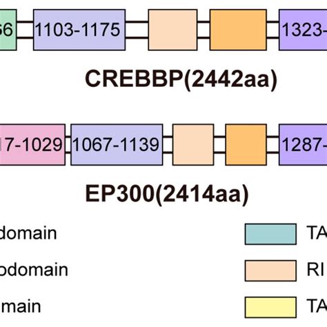 CREBBP EP300 And Oncogenic Protein Complexes In Leukemia And Mechanisms