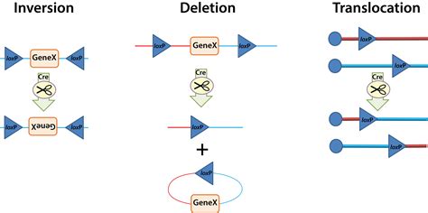 Creating Recombination How Cre Lox Works Six Foot Science