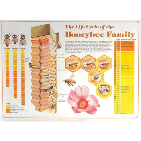 Honey Bee Life Cycle Chart M00002 at Dadant