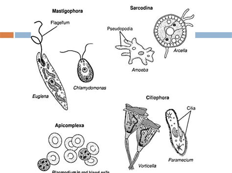 Protist Drawing At Explore Collection Of Protist Drawing