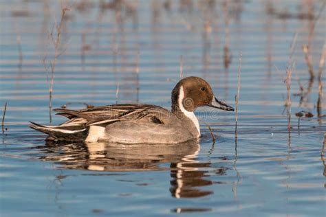 Drake Pintail stock photo. Image of bird, colorful, migratory - 54353442