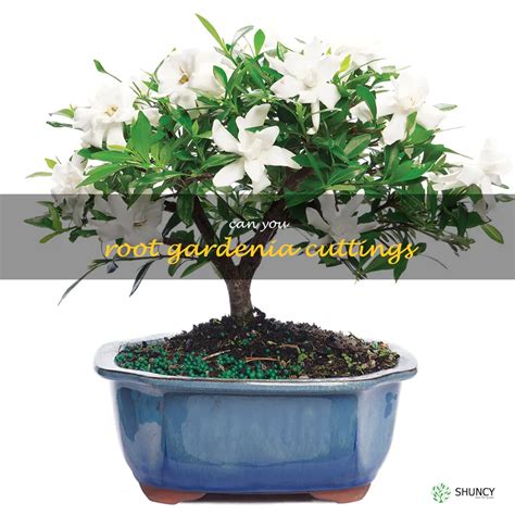 How To Propagate Gardenia Cuttings A Guide To Rooting Your Cuttings Shuncy