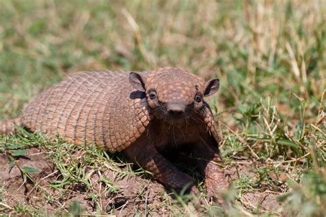 Tatu-peludo, um dos tatus mais conhecidos do Brasil (foto: Blake ...