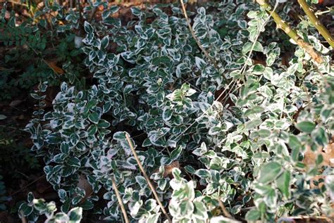 Le Fusain Un Arbuste Bien Curieux Nouvelles De Jardins