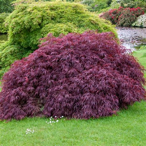 Japanese Ornamental Trees