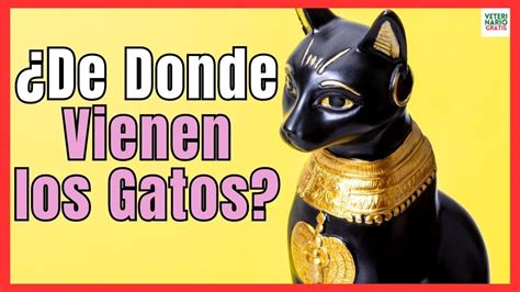 DE DÓNDE VIENEN LOS GATOS CUAL ES EL ORIGEN DEL GATO DOMÉSTICO