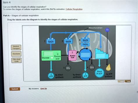 Drag The Label Onto The Diagram To Identify The Stages Of Cellular