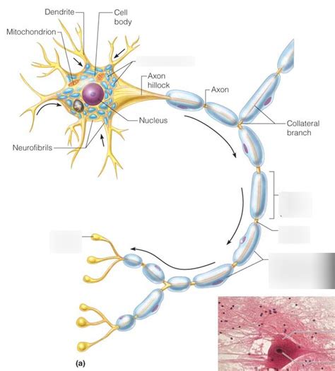 Neuron Labeling Part 2 Diagram Quizlet