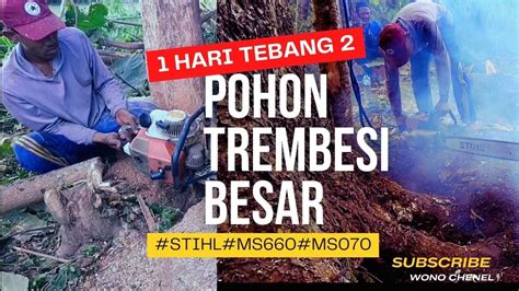 Mantap Hari Tebang Pohon Trembesi Besar Chainsawstihl Ms