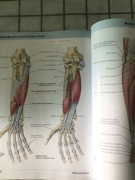 Atlas Of Human Anatomy Th Edition Hobbies Toys Books Magazines